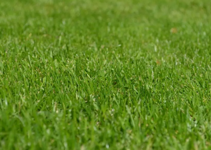 Lawn mowing palm beach